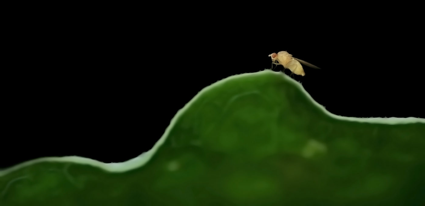 Fruit fly, Drosophila melanogaster, on a green surface